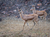 Chinkara