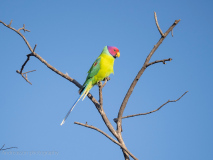 Plum-headed parakeet