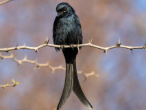 Black drongo