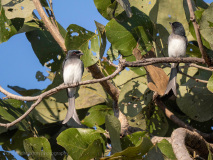 White-bellied drongos