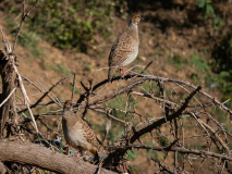 Grey francolin