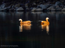 Ruddy shelduck