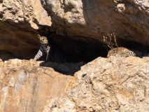 Leopard cub