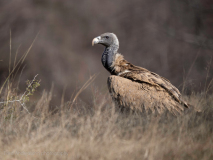 Indian vulture