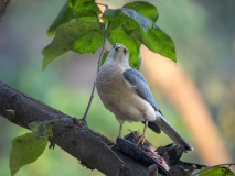 Shikra