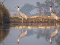 Sarus cranes