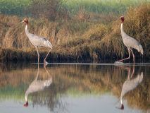 Sarus cranes