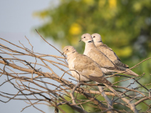 Eurasian collared dove