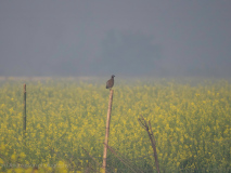 Black francolin