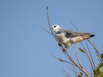 Black-winged kite