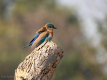 Indian roller