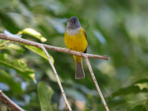 Grey-headed canary-flycatcher