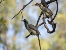 Indian grey hornbill