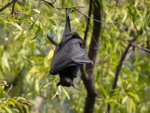 Indian fruit bat