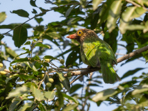 Brown-headed barbet