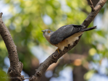 Common hawk-cuckoo