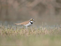 Little ringed plover
