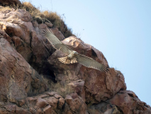 Short-toed snake eagle