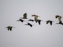 Glossy ibis
