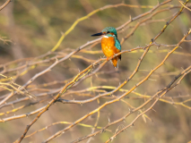 Common kingfisher