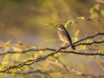 Bluethroat