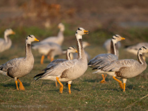 Bar-headed goose