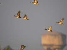 Eurasian teal