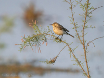 Common chiffchaff