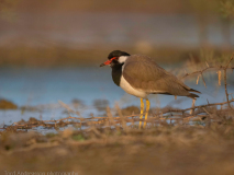 Red-wattled lapwing