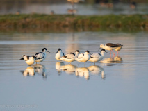 Pied avocets