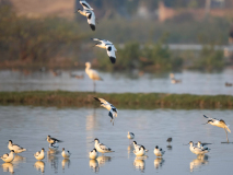 Pied avocets