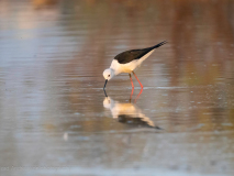 Black-wined stilt