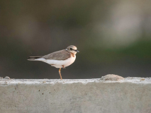 Common ringed plover