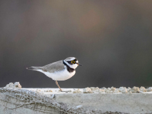 Little ringed plover
