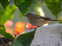Greenish warbler