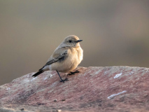 Desert wheatear