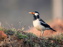 Pied starling