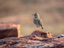 Crested lark