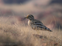 Indian thick-knee