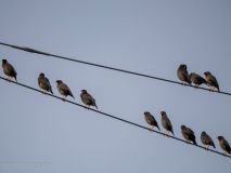 Common mynas