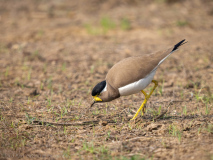 Yellow-wattled lapwing