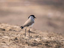 River lapwing