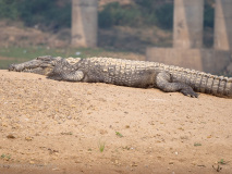 Mugger crocodile