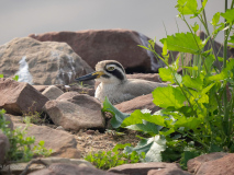 Great thick-knee