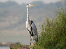 Grey heron