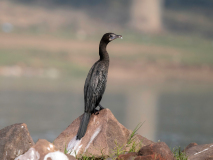 Pygmy cormorant