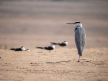 Grey heron