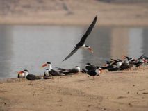 Indian skimmers