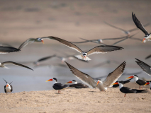 Indian skimmers