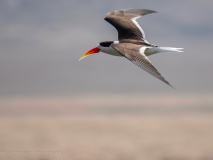 Indian skimmer